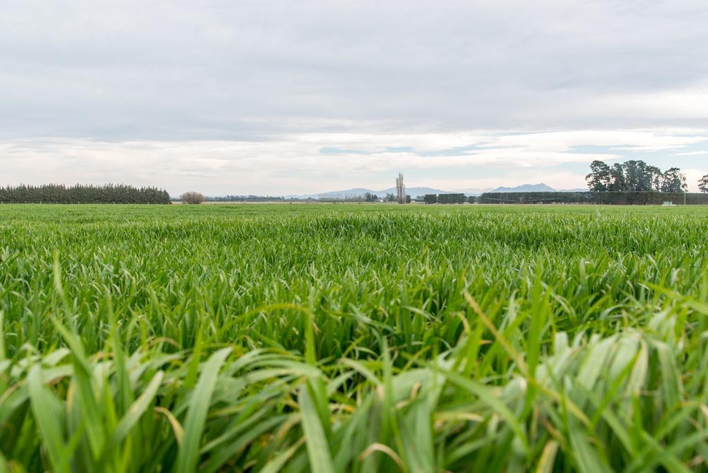 Riverfields Ashburton Exteriör bild
